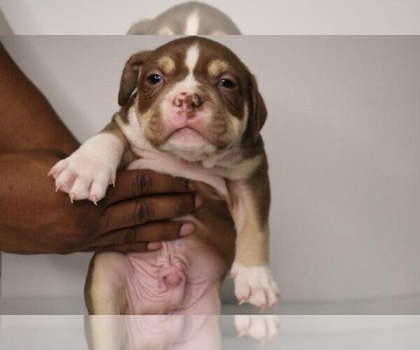 Medium Photo #1 American Bully Puppy For Sale in SOUTHFIELD, MI, USA