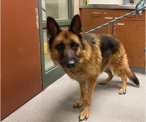 German Shepherd Dog Dogs for adoption in Rancho Cucamonga, CA, USA