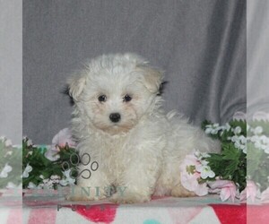 Maltese Puppy for sale in RISING SUN, MD, USA