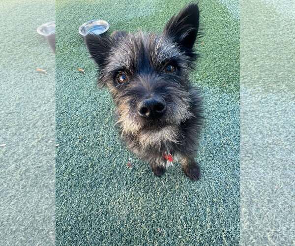 Medium Photo #3 Mutt Puppy For Sale in Tempe , AZ, USA