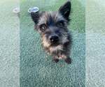 Small #2 Mutt