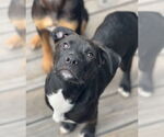 Small #5 Labrador Retriever Mix