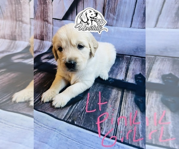 Medium Photo #6 Golden Retriever Puppy For Sale in BOILING SPGS, SC, USA