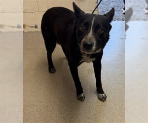 Border Collie-Unknown Mix Dogs for adoption in San Bernardino, CA, USA
