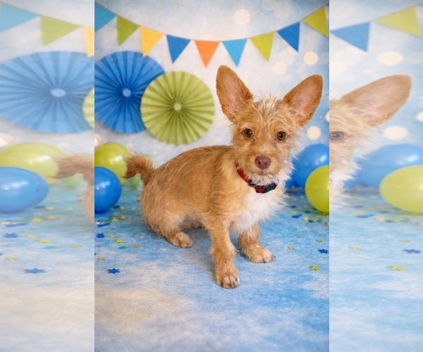 Medium Photo #2 Toxirn Puppy For Sale in Phoenix, AZ, USA