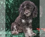 Small Photo #1 Maltipoo Puppy For Sale in MOMEYER, NC, USA