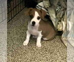Small #2 American Pit Bull Terrier Mix