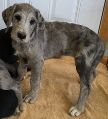 great dane and poodle mix puppies