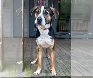 Mutt Dogs for adoption in Minneapolis, MN, USA