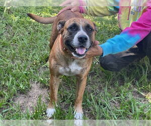 Akita-American Staffordshire Terrier Mix Dogs for adoption in Ocala, FL, USA