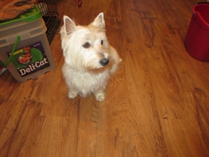 West Highland White Terrier Puppy for sale in Inwood, WV, USA