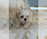 Puppy Dixie Poodle (Miniature)-Zuchon Mix