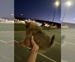 Small #2 Pomeranian