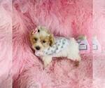 Small Photo #29 Poodle (Toy) Puppy For Sale in PEMBROKE PINES, FL, USA