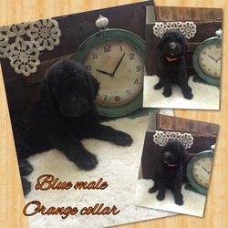 Poodle (Standard) Puppy for sale in DAYTON, TX, USA