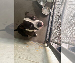 Mutt Dogs for adoption in Stockton, CA, USA