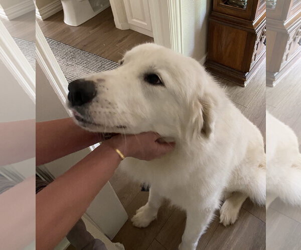 Medium Photo #5 Great Pyrenees Puppy For Sale in Dallas, TX, USA