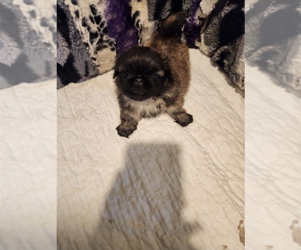 Medium Photo #3 Pekingese Puppy For Sale in BUTTE, MT, USA