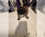 Thunder - Male Pekingese Puppy for Sale - Photo #3