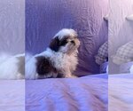 Small Photo #3 Shih Tzu-Unknown Mix Puppy For Sale in HOPKINSVILLE/PRINCETON, KY, NH, USA