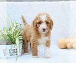 Small #3 Goldendoodle