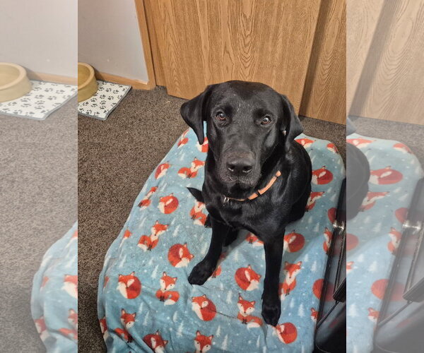 Medium Photo #1 Labrador Retriever Puppy For Sale in Omaha, NE, USA