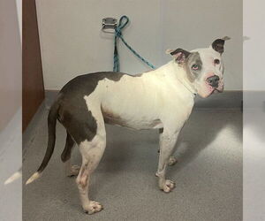 Mutt Dogs for adoption in Rancho Cucamonga, CA, USA