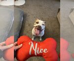 Small #3 American Staffordshire Terrier Mix
