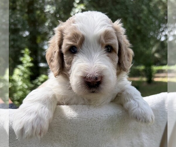 Medium Photo #37 Goldendoodle Puppy For Sale in PIERSON, FL, USA