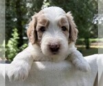 Small Photo #37 Goldendoodle Puppy For Sale in PIERSON, FL, USA