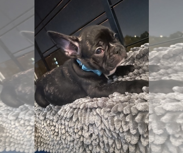 Medium Photo #41 French Bulldog Puppy For Sale in NEWARK, NJ, USA