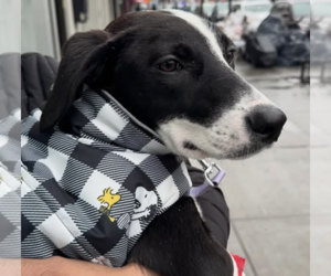 Oreo - Female Mutt Dog for Adoption - Photo #5
