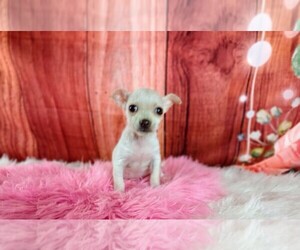 Chihuahua Puppy for sale in CARTHAGE, TX, USA