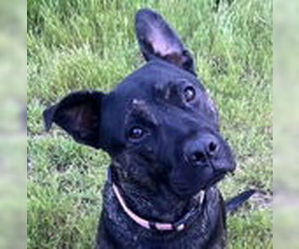 Medium Photo #6 French Bulldog-Unknown Mix Puppy For Sale in Fremont, CA, USA
