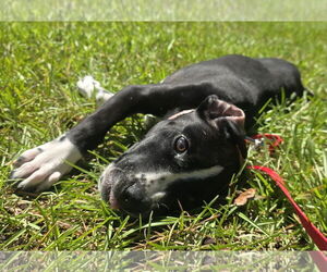 Borador Dogs for adoption in Lexington, SC, USA