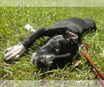 Small Borador