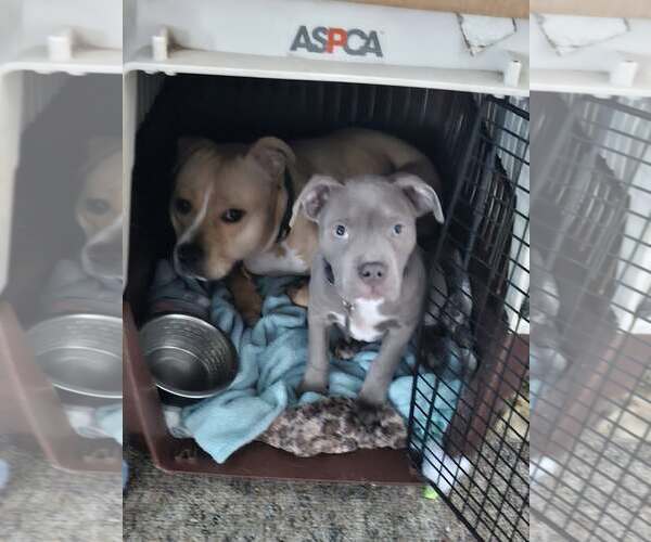 Medium Photo #2 American Pit Bull Terrier Puppy For Sale in Belleville, MI, USA
