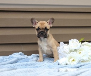 Medium French Bulldog