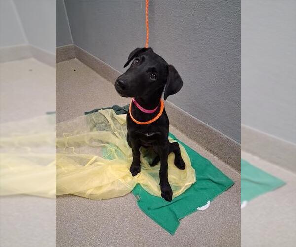 Medium Photo #1 Labrador Retriever-Unknown Mix Puppy For Sale in Las Vegas, NV, USA