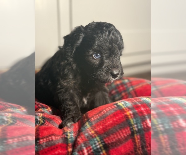 Medium Photo #5 Aussiedoodle Miniature  Puppy For Sale in MENIFEE, CA, USA