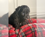 Small #4 Aussiedoodle Miniature 