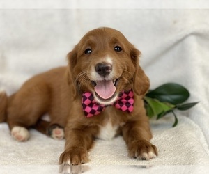 Goldendoodle (Miniature) Dog for Adoption in EAST EARL, Pennsylvania USA