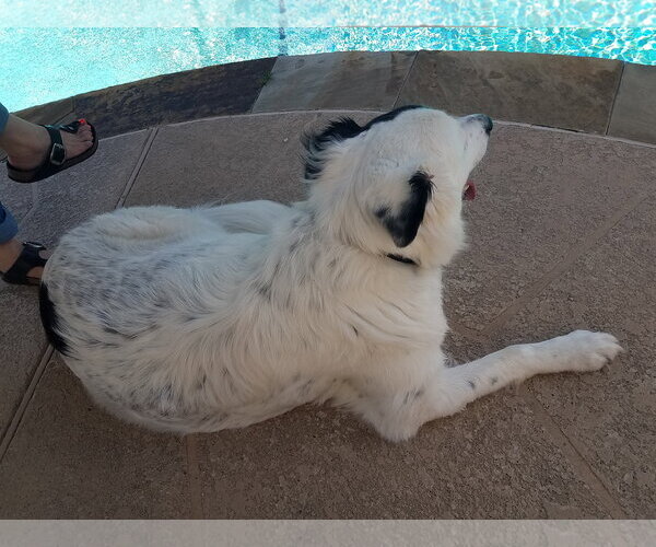 Medium Photo #38 Aussie Pyrenees Puppy For Sale in Houston, TX, USA