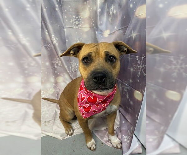 Medium Photo #2 Mutt Puppy For Sale in Tulsa, OK, USA