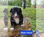 Puppy Hawk Australian Shepherd