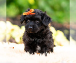 Small #3 Yorkipoo
