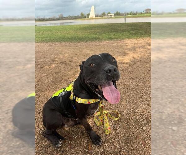 Medium Photo #2 Staffordshire Bull Terrier Puppy For Sale in Sugar Land, TX, USA
