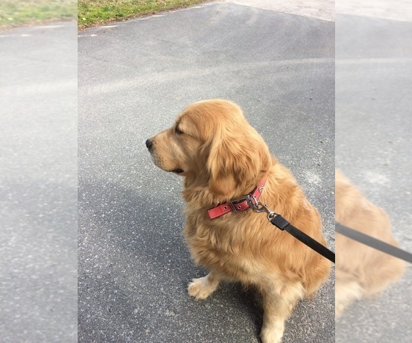 Medium Photo #1 English Cream Golden Retriever Puppy For Sale in HOLLY SPRINGS, NC, USA