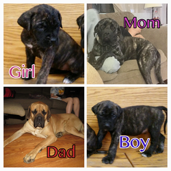 Mastiff Puppy for sale in GALLIPOLIS, OH, USA
