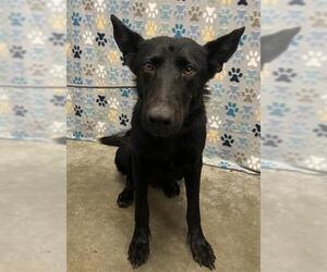 German Shepherd Dog Dogs for adoption in Rosenberg, TX, USA